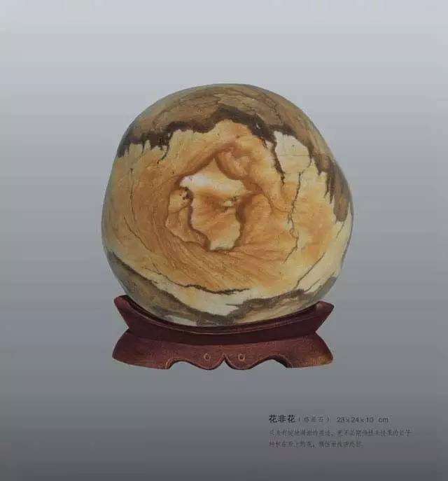 桃蛋扦插怎么摆放：专家园丁的详细指南