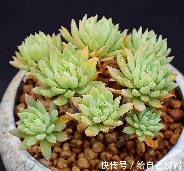 榕树繁殖方法：培育绿色家园的详细指南