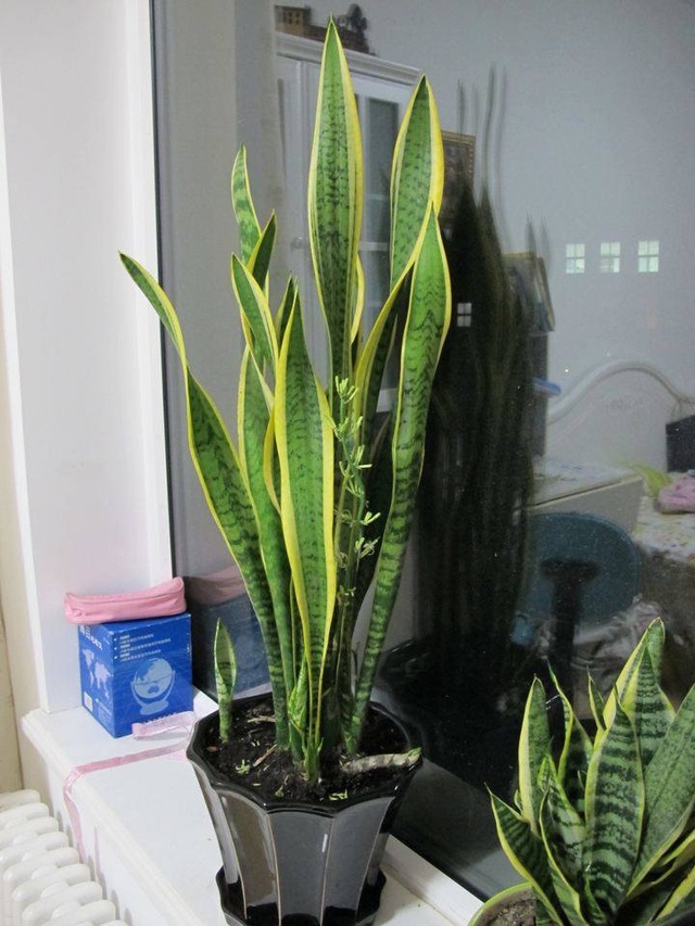 豆角种植方法：掌握关键步骤，实现丰收