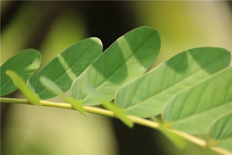 黑矾的使用方法：植物养护中的神奇元素