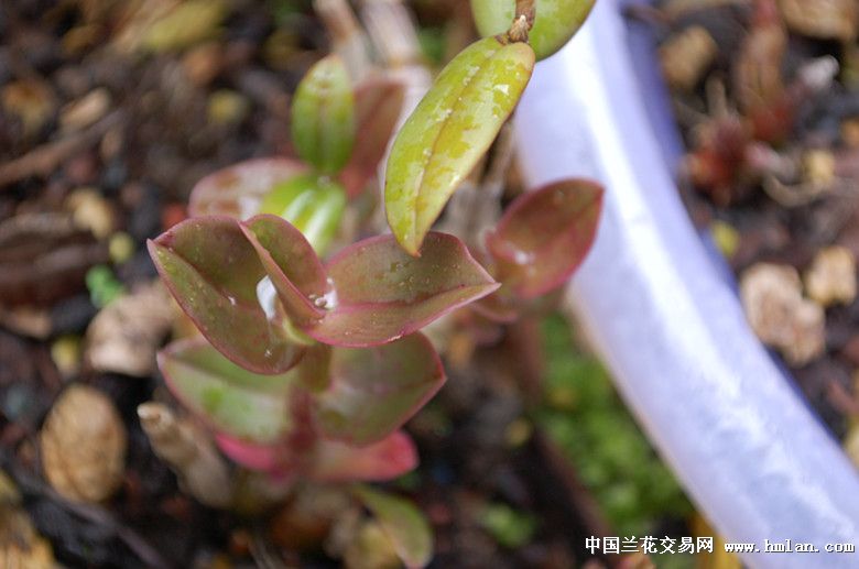 滴水观音养护方法：让你的绿植生机勃勃