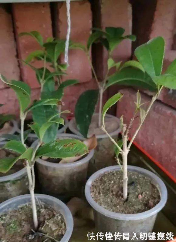 盆栽苹果效益