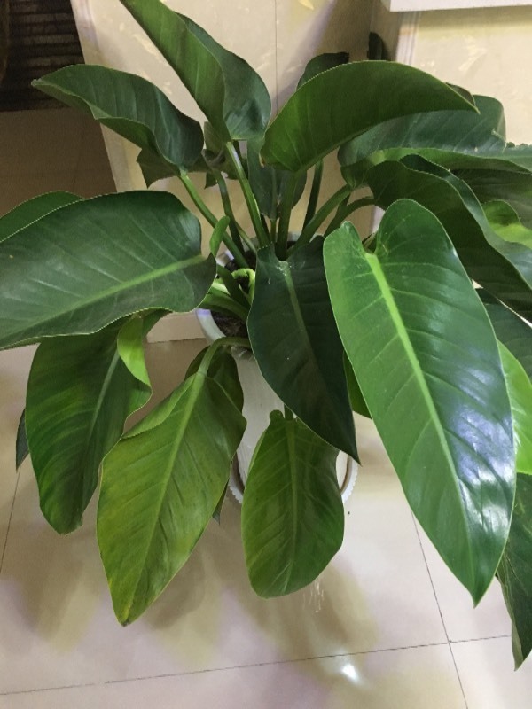 芦荟栽种方法：打造绿色家居的简易指南