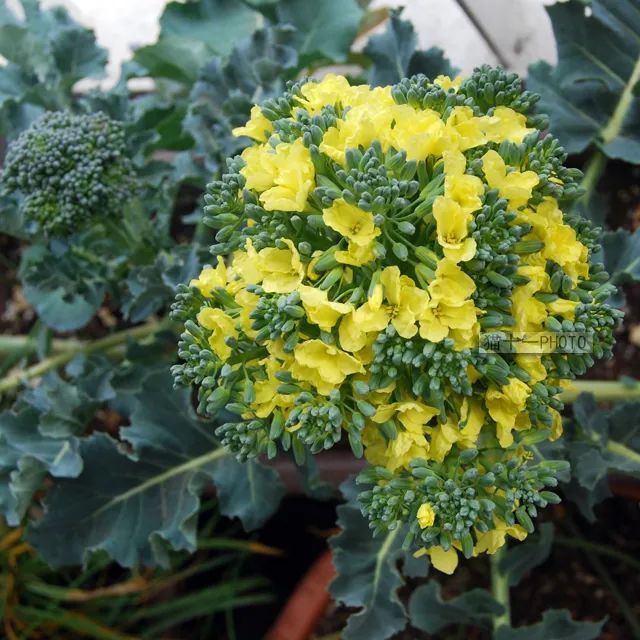 盆栽蔬菜管理：让阳台变身为绿色菜园