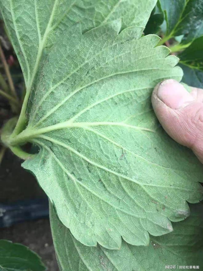 菠萝怎么种植方法：详解菠萝种植的全过程