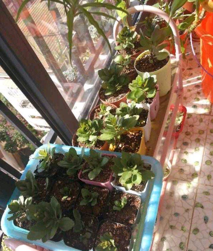 小番茄如何盆栽：家庭种植指南