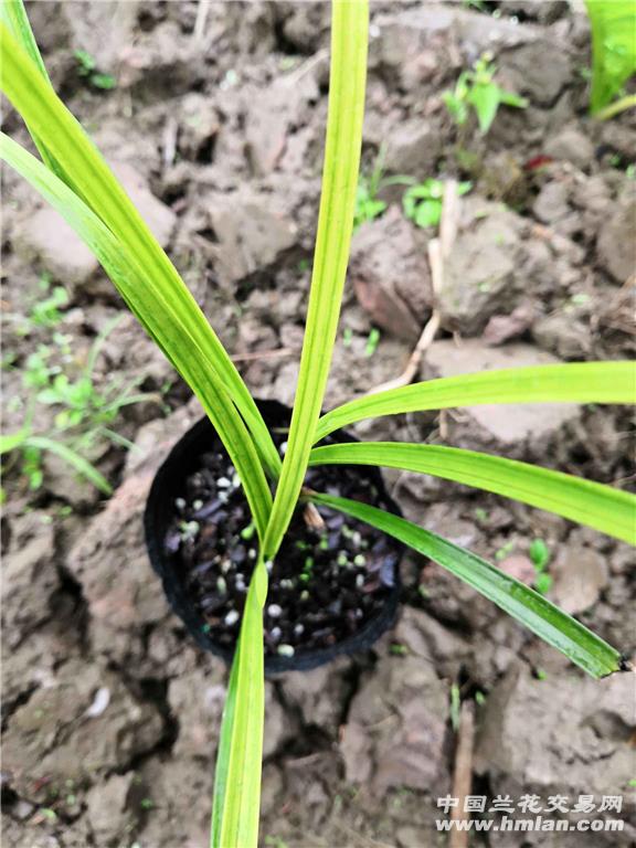 仙客来花的枝条扦插：繁殖新植株的详细指南