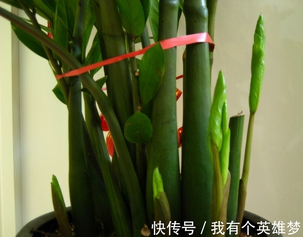 相思梅扦插方法：轻松掌握繁殖技巧