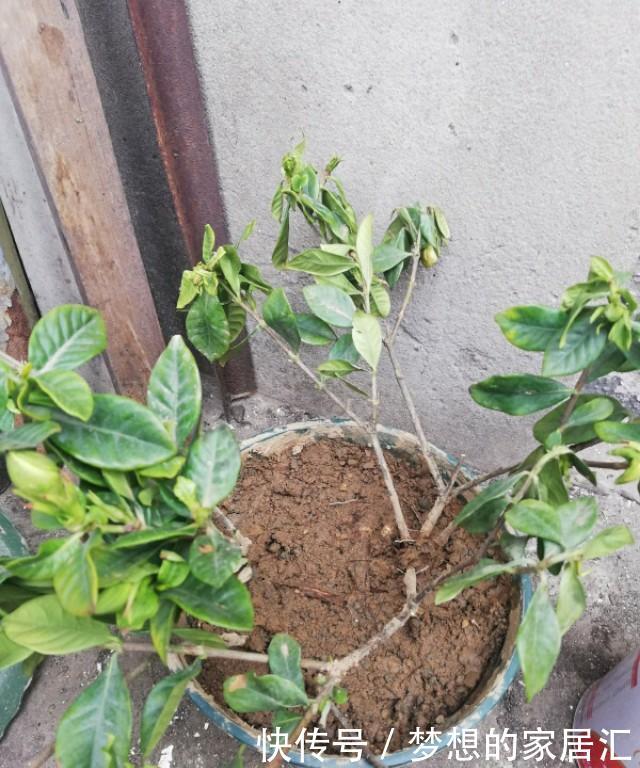 生姜发芽盆栽：教你轻松培育绿色生姜盆栽