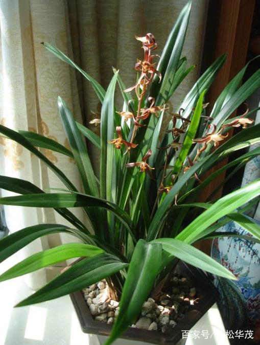 满天星怎么种植盆栽：盆栽养护指南