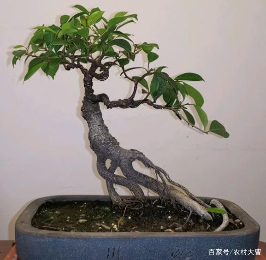 ### 木槿花养殖方法：让你的花园增添亮丽色彩