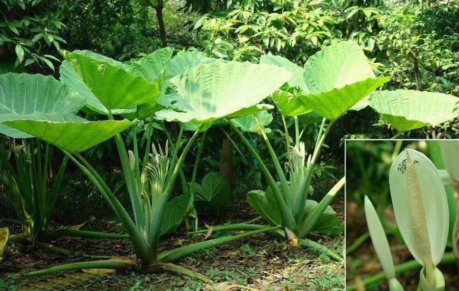 芹菜移植方法：掌握技巧，提高成活率