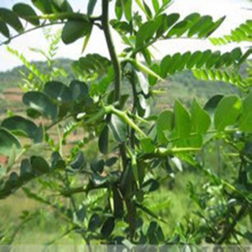 稼接的方法：提升植物养殖效率的园艺技巧