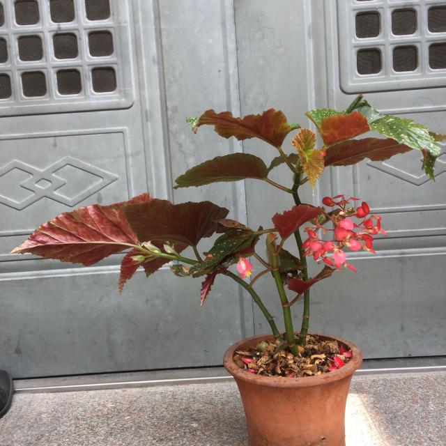 白色花 盆栽图片：点亮家居温馨的优雅之选