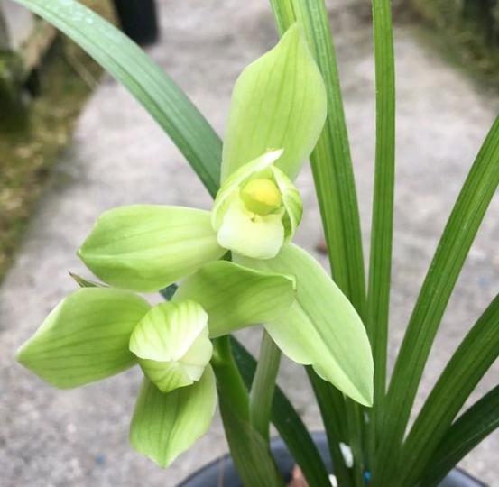 掌握高效的嫁接方法：植物养殖园丁的必备技能
