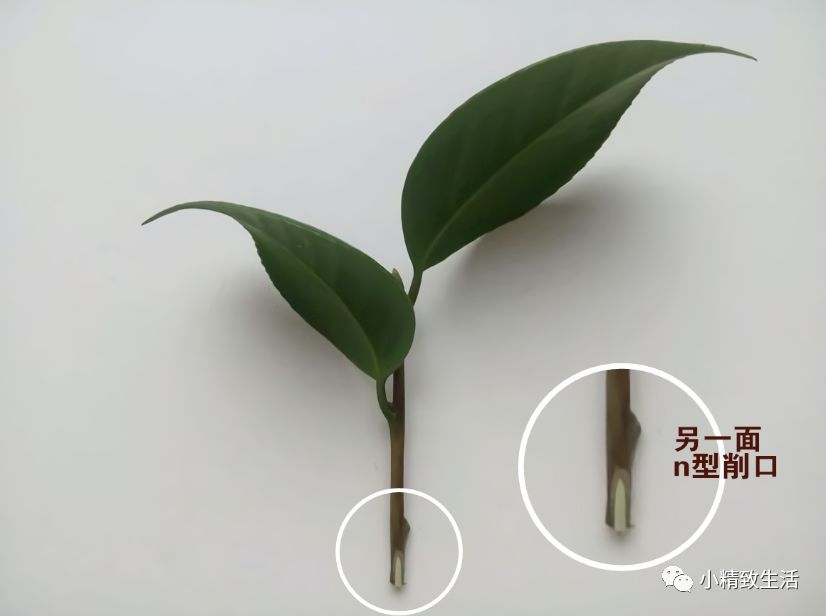 平安树盆栽如何养护