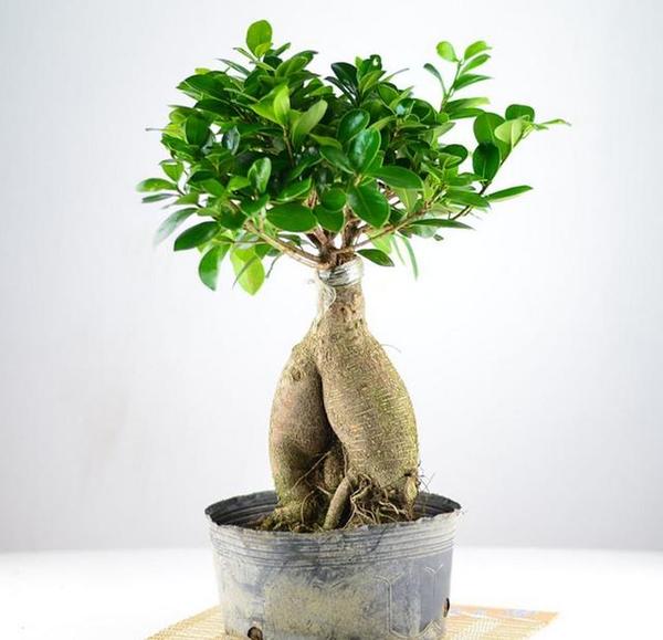 家庭种植蔬菜的方法