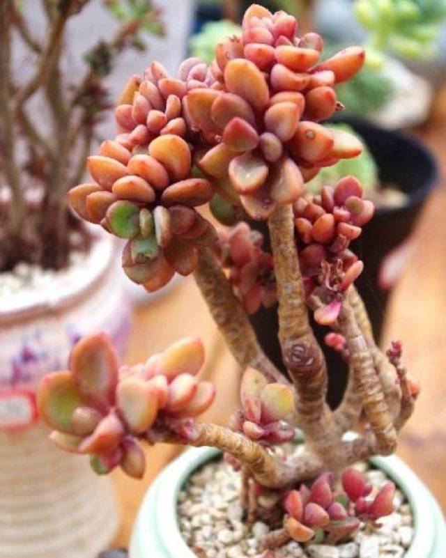 大棚草莓苗种植方法