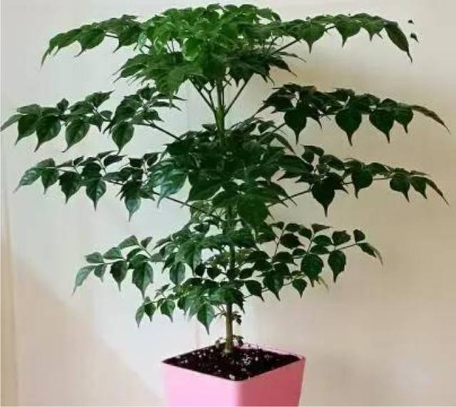 花粉服用方法：解锁自然的健康秘方