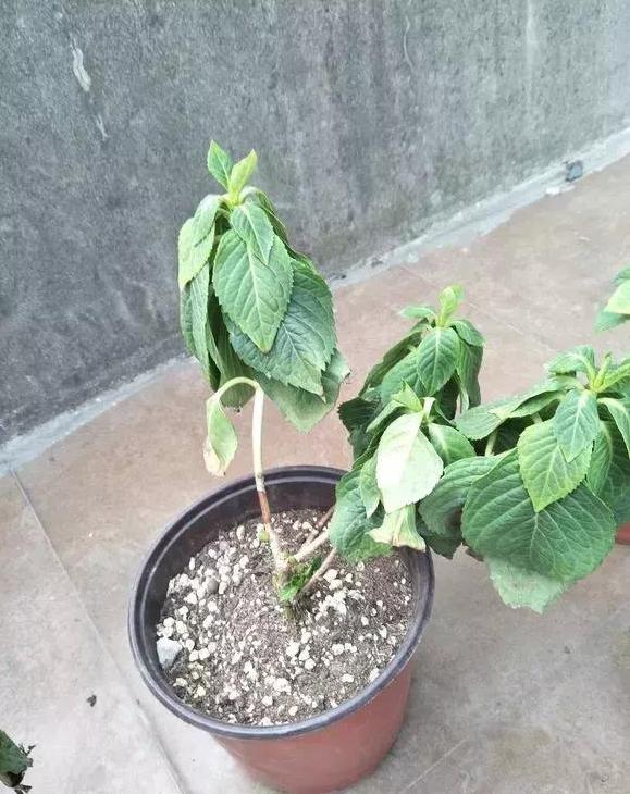 青菜的种植方法