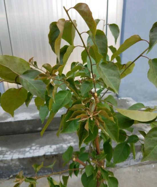 凌霄花的养殖方法：让你的花园增添亮丽色彩