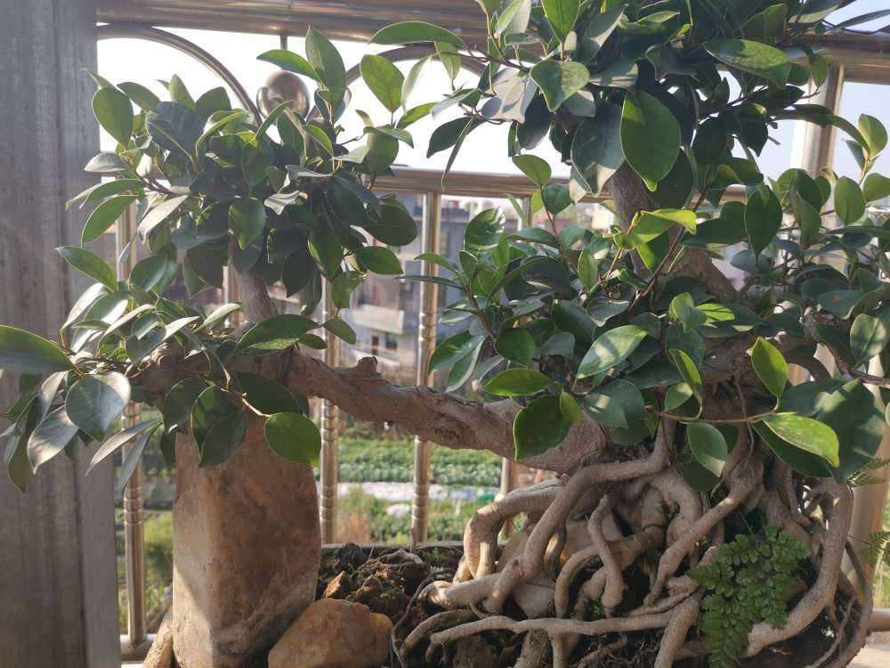 兰花盆栽怎么种植：兰花养殖指南