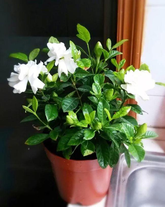 枸杞如何种植方法：家庭种植指南