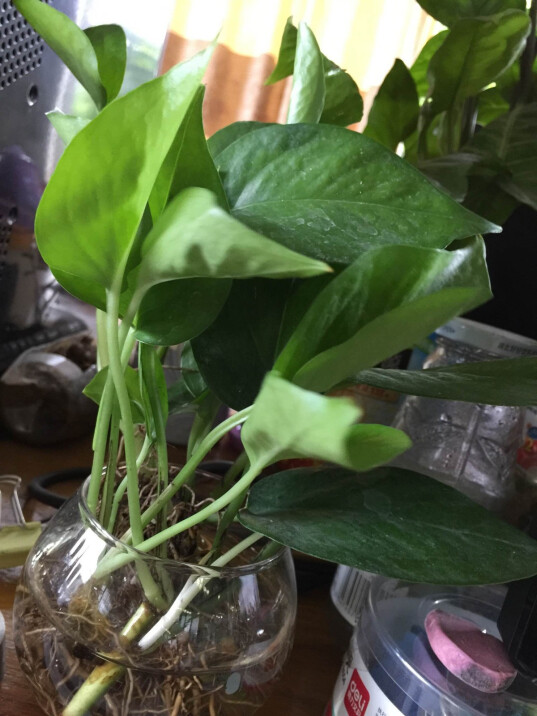 哪些树木能扦插 怎样扦插？专业园丁为你解答