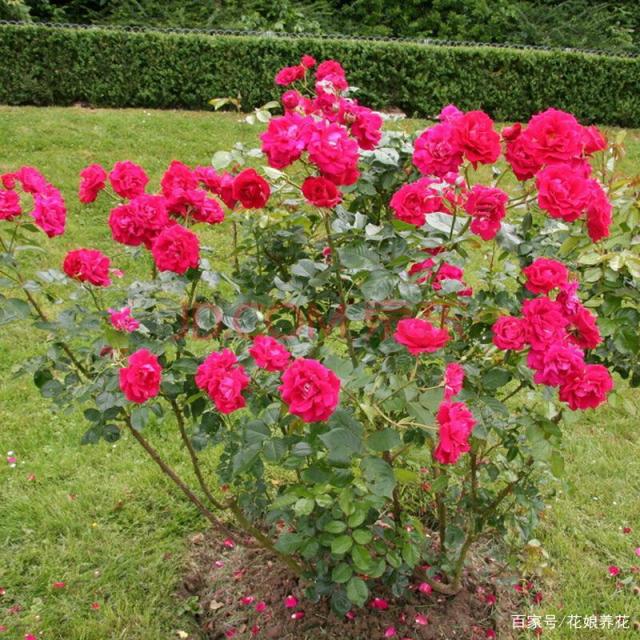 多肉植物种植方法：从入门到精通指南