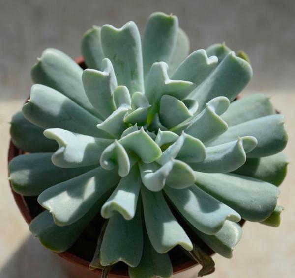 桔梗栽培方法：详解种植技巧与养护要点