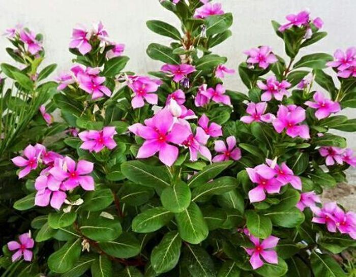 盆栽百合花怎么养 - 盆栽养护指南
