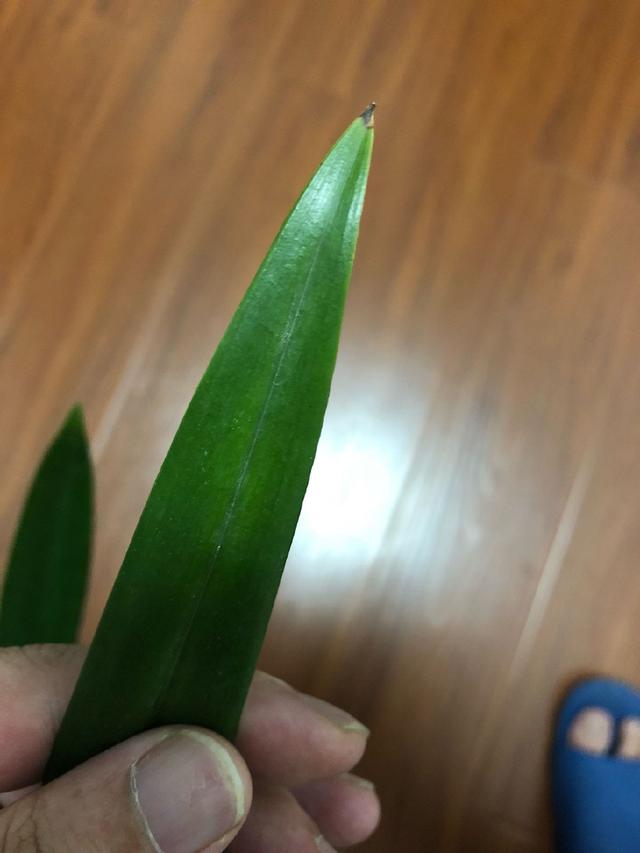 桔子嫁接方法：提高产量与品质的专业指南