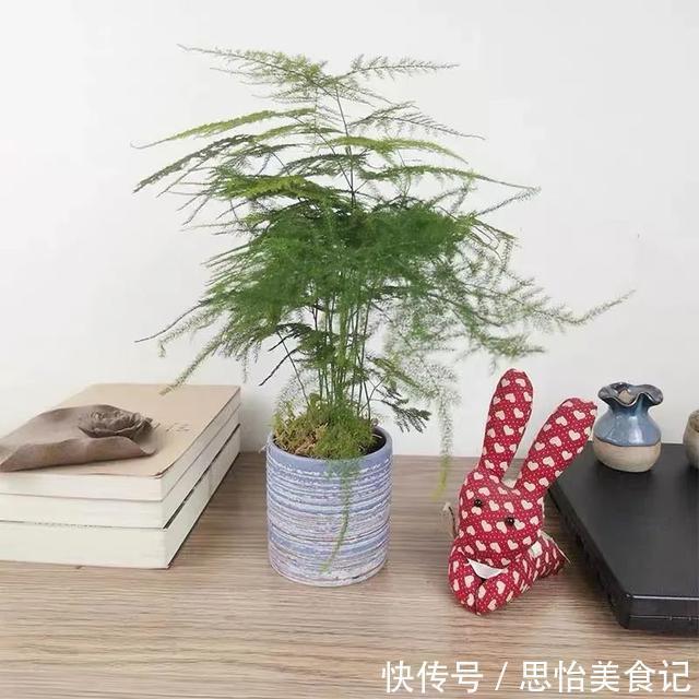 多肉植物种子种植方法