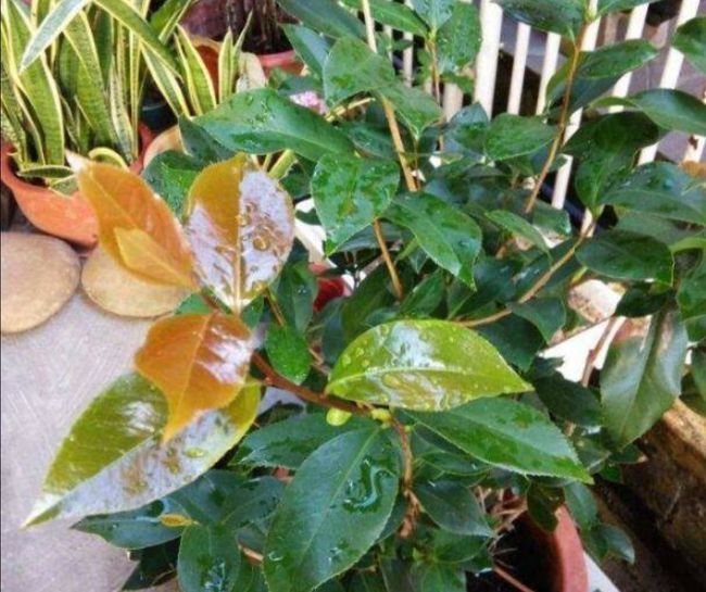 苔藓盆景自制方法：打造独特绿色艺术品