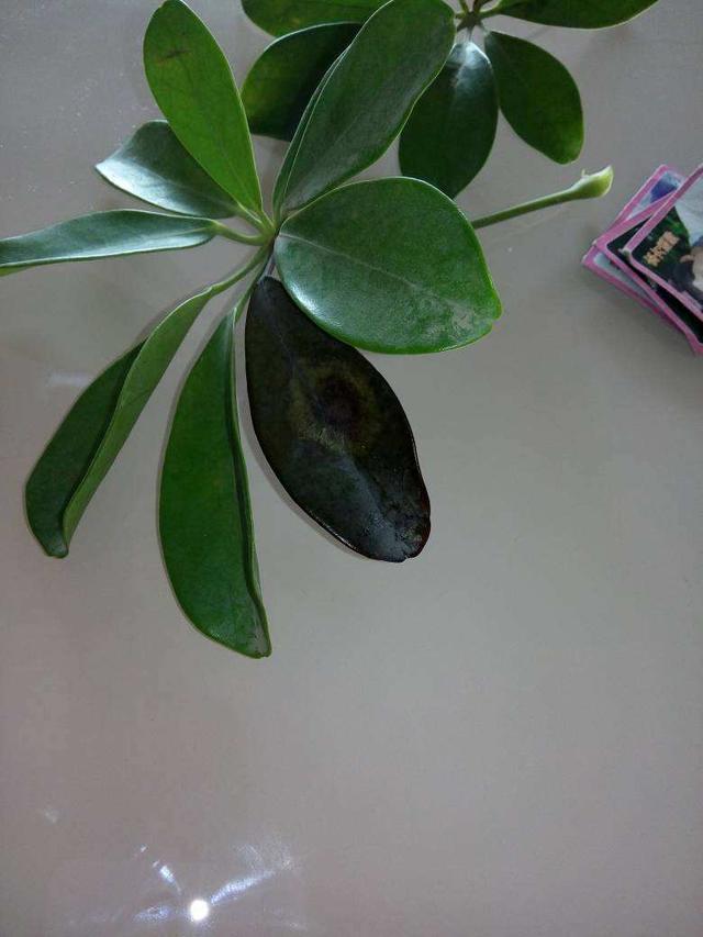 小猪喂养方法：科学饲养，健康成长