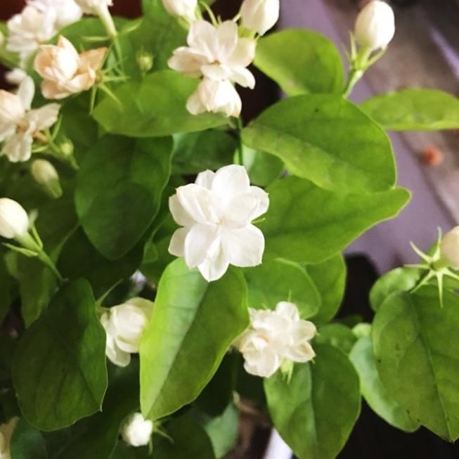 迷你小盆栽的种植方法