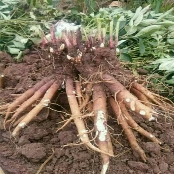 蔷薇花的养殖方法盆栽：培育美丽花朵的秘诀