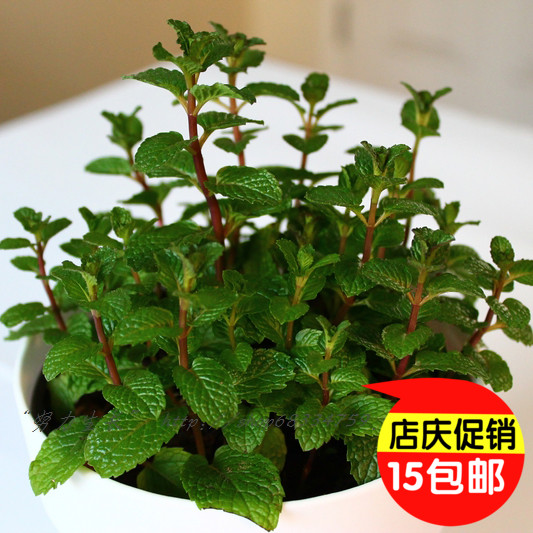 茼蒿的种植方法和时间：掌握要领，丰收在望