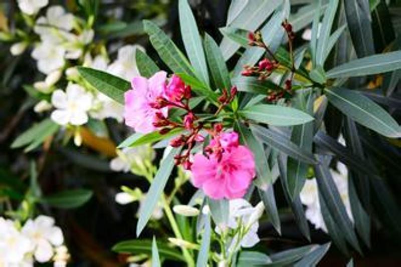 小白菜播种方法：掌握要领，轻松种植