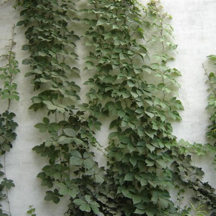 碗莲的种植方法：打造家中水景之美