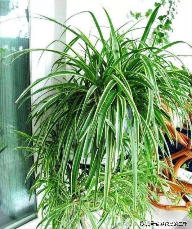 ### 柚子种子怎么种植方法 ### 柚子种子怎么种植方法