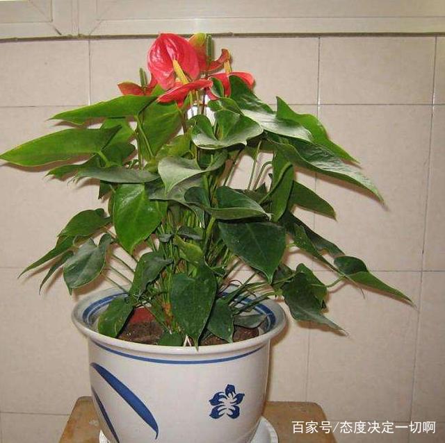 科学养蜂枝术和方法：提高蜂蜜产量的关键