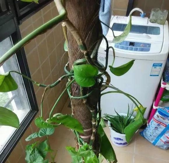 标题：晚樱花扦插——掌握技巧，让你的花园春意盎然