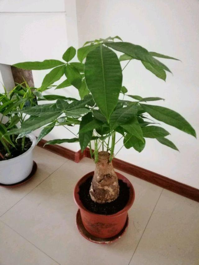 盆栽如意皇后：养护指南与美化家居的艺术
