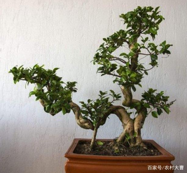 盆栽杜鹃花的图片：养护指南与精选美图欣赏