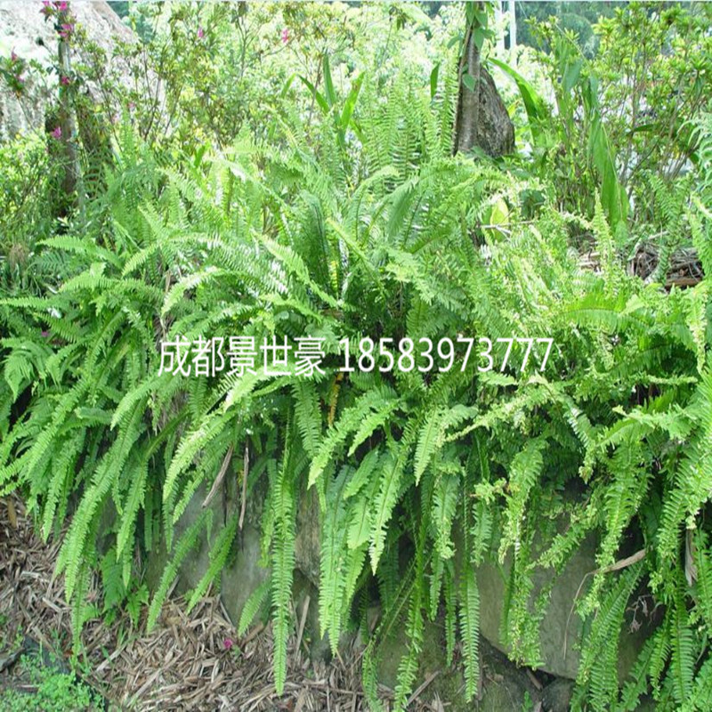 北方杜鹃花盆栽吧：养护技巧与注意事项