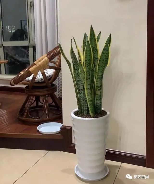 盆栽小番茄用多大盆？选择最佳花盆的终极指南