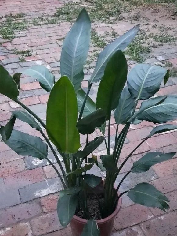 # 芒果怎么种植盆栽：家庭芒果盆栽种植指南