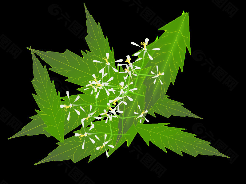 千里香盆栽：养护指南与香气四溢的秘诀