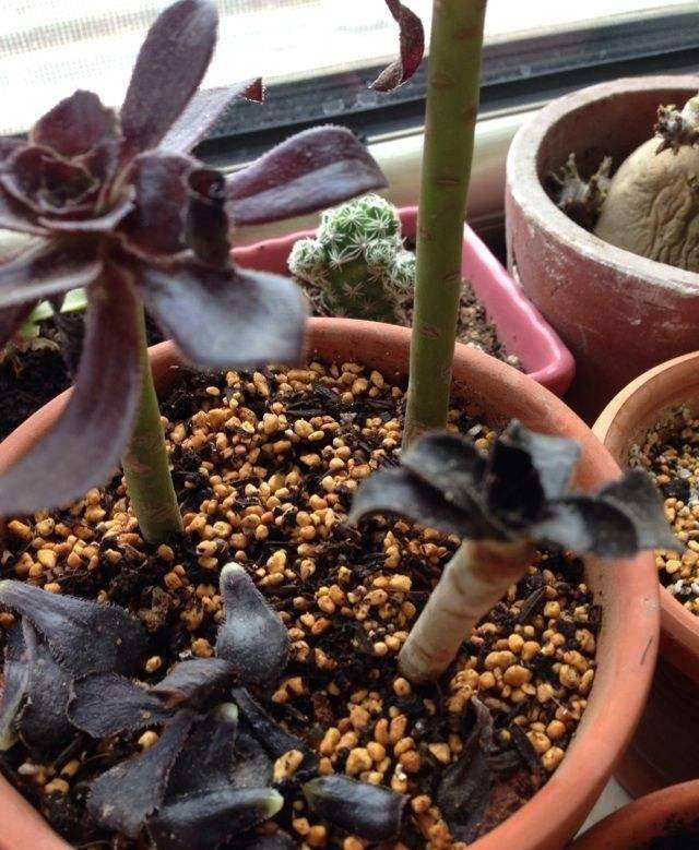 盆栽蔷薇花图片：捕捉自然之美的秘密